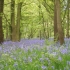Bluebells